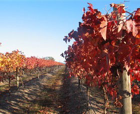 Kooyonga Creek Wines - Accommodation Search 0