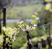 Whistling Eagle Vineyard - Accommodation Search