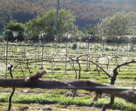Three Willows Vineyard - Accommodation Search 0