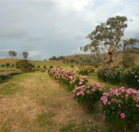Damasque Rose Oil Farm - Accommodation Search