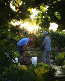 Oakdene Vineyards Restaurant And Cellar Door - Accommodation Search 3