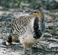 Yongergnow Australian Malleefowl Centre - Accommodation Search