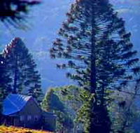 Bunya Mountains National Park - Accommodation Search