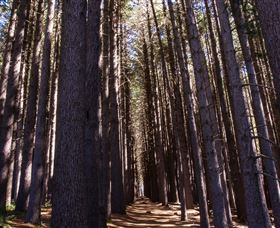 Sugarpine Walk - Accommodation Search 2