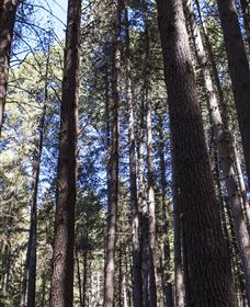 Sugarpine Walk - Accommodation Search 1