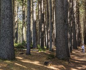 Sugarpine Walk - Accommodation Search 0