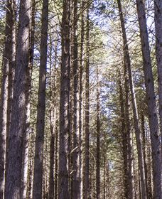Sugarpine Walk - Accommodation Search 3