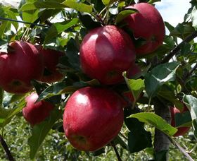 Wilgro Orchards - Accommodation Search 3