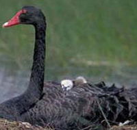 French Island Marine National Park - Accommodation Search