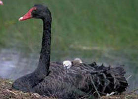 French Island Marine National Park - Accommodation Search 0