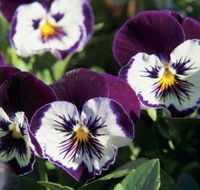 Newtown Park State Rose Garden - Accommodation Search