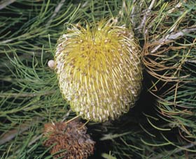 Dryandra Woodland - Accommodation Search 3