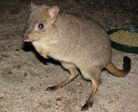 Barna Mia Native Animal Sanctuary - Accommodation Search 1