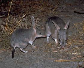 Barna Mia Native Animal Sanctuary - Accommodation Search 2