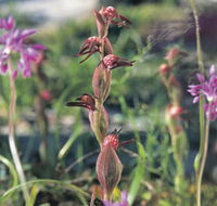 Carnamah-Eneabba Wildflower Drive - Accommodation Search