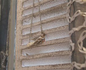 Sacs On Jenkins - Accommodation Search 6