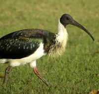 Toowoomba Water Bird Habitat - Accommodation Search