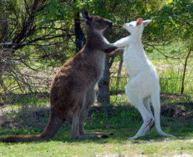 Maru Koala And Animal Park - Accommodation Search 5