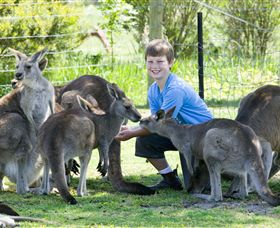 Maru Koala And Animal Park - Accommodation Search 4