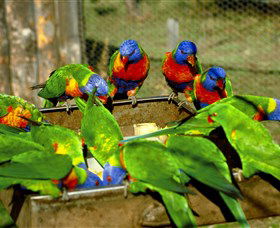 Canberra Walk In Aviary - Accommodation Search 1
