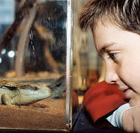 Canberra Reptile Zoo - Accommodation Search