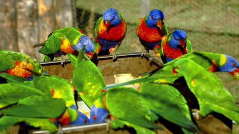 Canberra Walk In Aviary - Accommodation Search 4