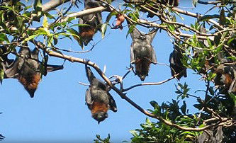 Blackbutt Reserve - Accommodation Search 1
