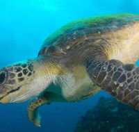 Byron Bay Dive Centre - Accommodation Search