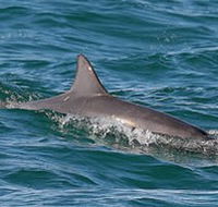 Byron Bay Dolphin Wildlife Tours - Accommodation Search