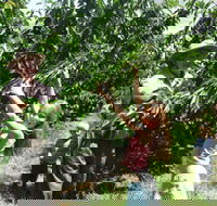 Forest Range Cherries - Accommodation Search