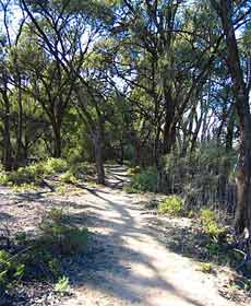 Junction Island Nature Reserve, Canoe Tree And Walking Track - Accommodation Search 2