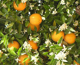Orange World - Accommodation Search 2