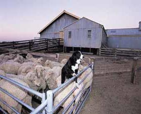 Shear Outback The Australian Shearers Hall Of Fame - Accommodation Search 1