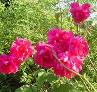 Bishop's Lodge Historic House and Heritage Rose Garden - Accommodation Search