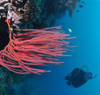 Eddy Reef Dive Site - Accommodation Search