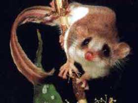 Carrowong Fauna Sanctuary - Accommodation Search 0
