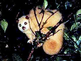 Carrowong Fauna Sanctuary - Accommodation Search 1