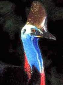 Carrowong Fauna Sanctuary - Accommodation Search 2