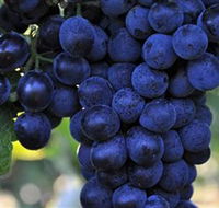 De Bortoli Wines Bilbul - Accommodation Search