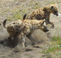 Altina Wildlife Park - Accommodation Search