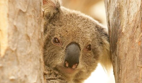Murrumbidgee Valley National Park - Accommodation Search 2