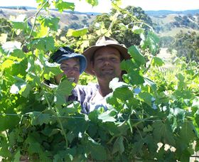 Wimmera Hills Winery - Accommodation Search 0