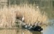 Narrandera Wetlands - thumb 3