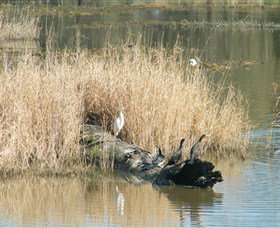 Narrandera Wetlands - Accommodation Search 3