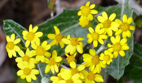 The Rock Nature Reserve - Kengal Aboriginal Place - Accommodation Search 1