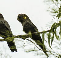 Conimbla National Park - Accommodation Search
