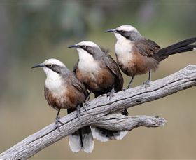 Winton Wetlands Reserve - Accommodation Search 1