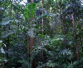 Kutini-Payamu (Iron Range) National Park (CYPAL) - Accommodation Search 2