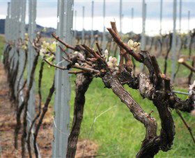 Stockmans Ridge Wines - Accommodation Search 1