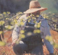 Canobolas Smith Winery - Accommodation Search